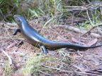 Land Mullet.JPG (103 KB)